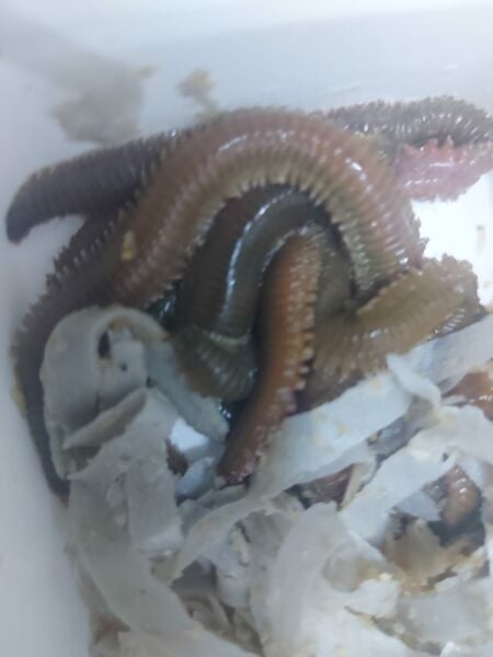 Live Bait Canlı Çin Kurdu 1 paket