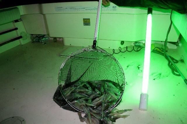 Hydro Glow 125cm kalamar ışığı No:3